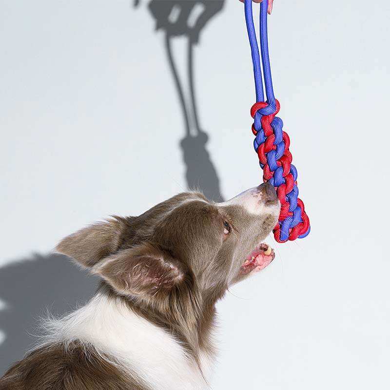 Braided Rope Stick Tug Dog Toy - Colour Clash - Image 5