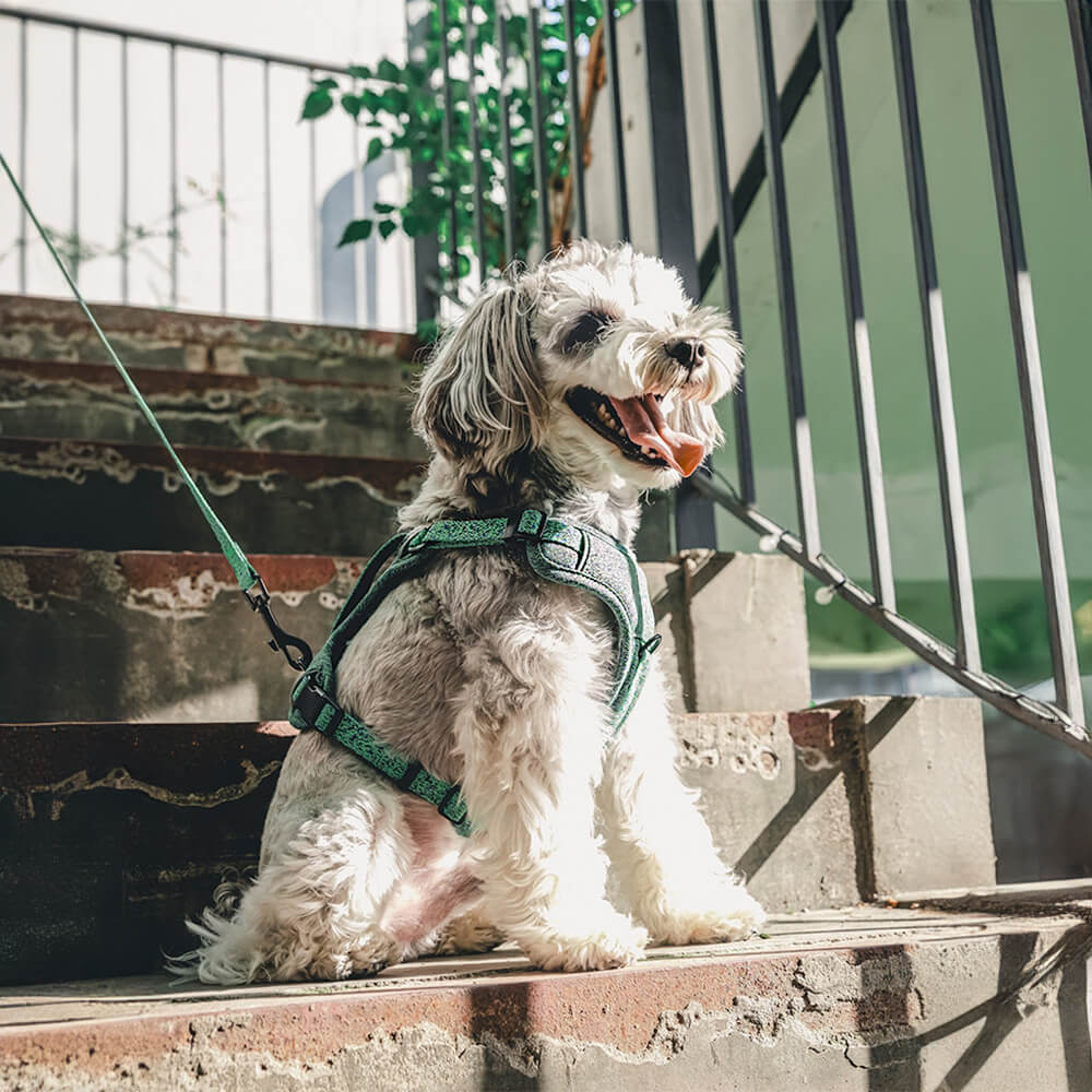 Eco-friendly Recycled Fabric No-Pull Dog Harness/Leash - Image 13