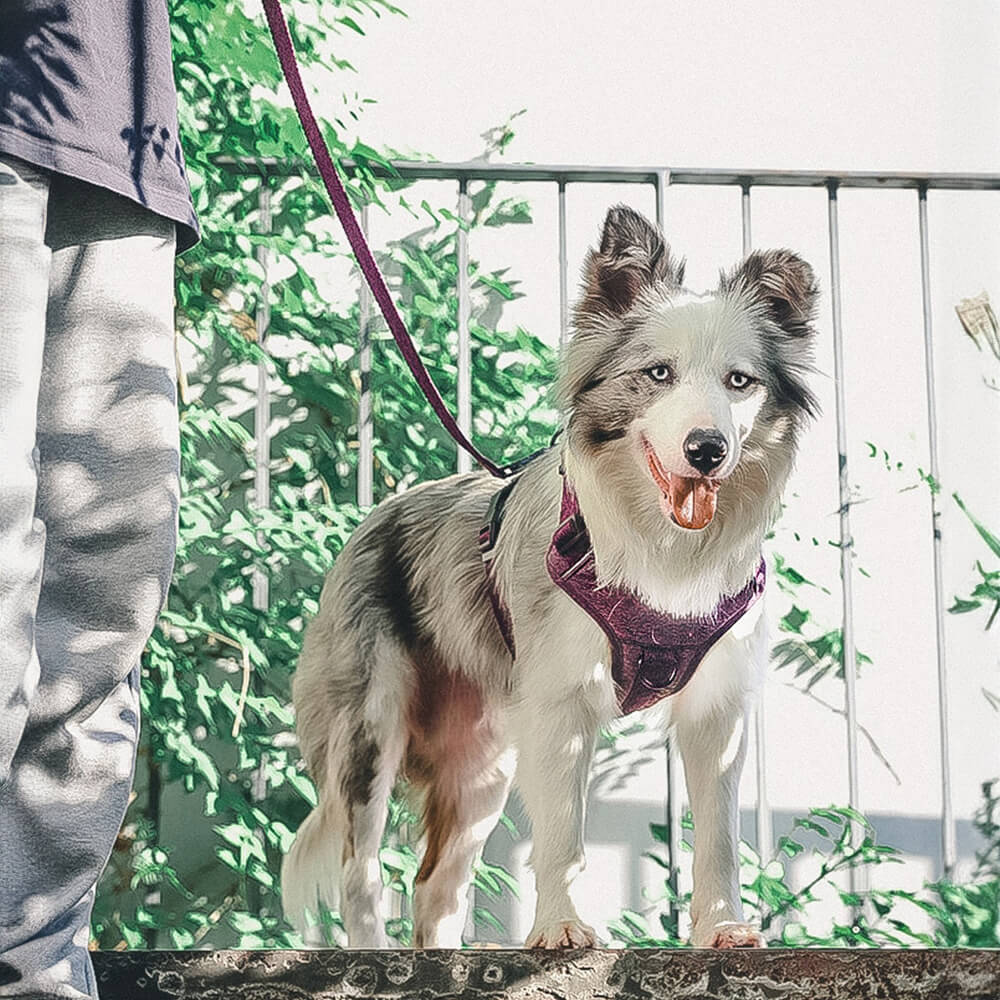 Eco-friendly Recycled Fabric No-Pull Dog Harness/Leash - Image 2