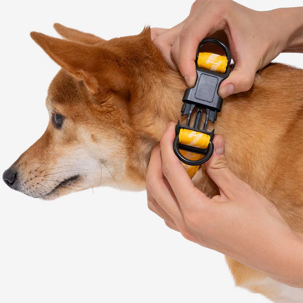FUNNYFUZZY Adjustable Nylon Durable Dog Collar - Flexi Walker - Image 12