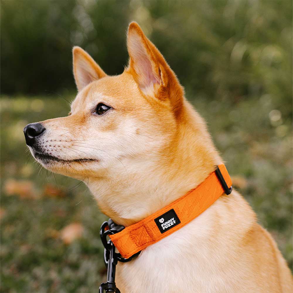FUNNYFUZZY Adjustable Nylon Durable Dog Collar - Flexi Walker - Image 3