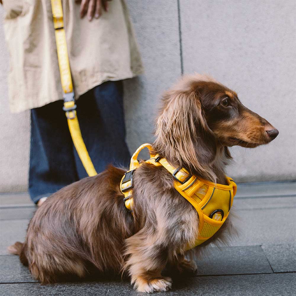 FUNNYFUZZY Reflective Adjustable Outdoor Dog Harness - Flexi Walker - Image 13