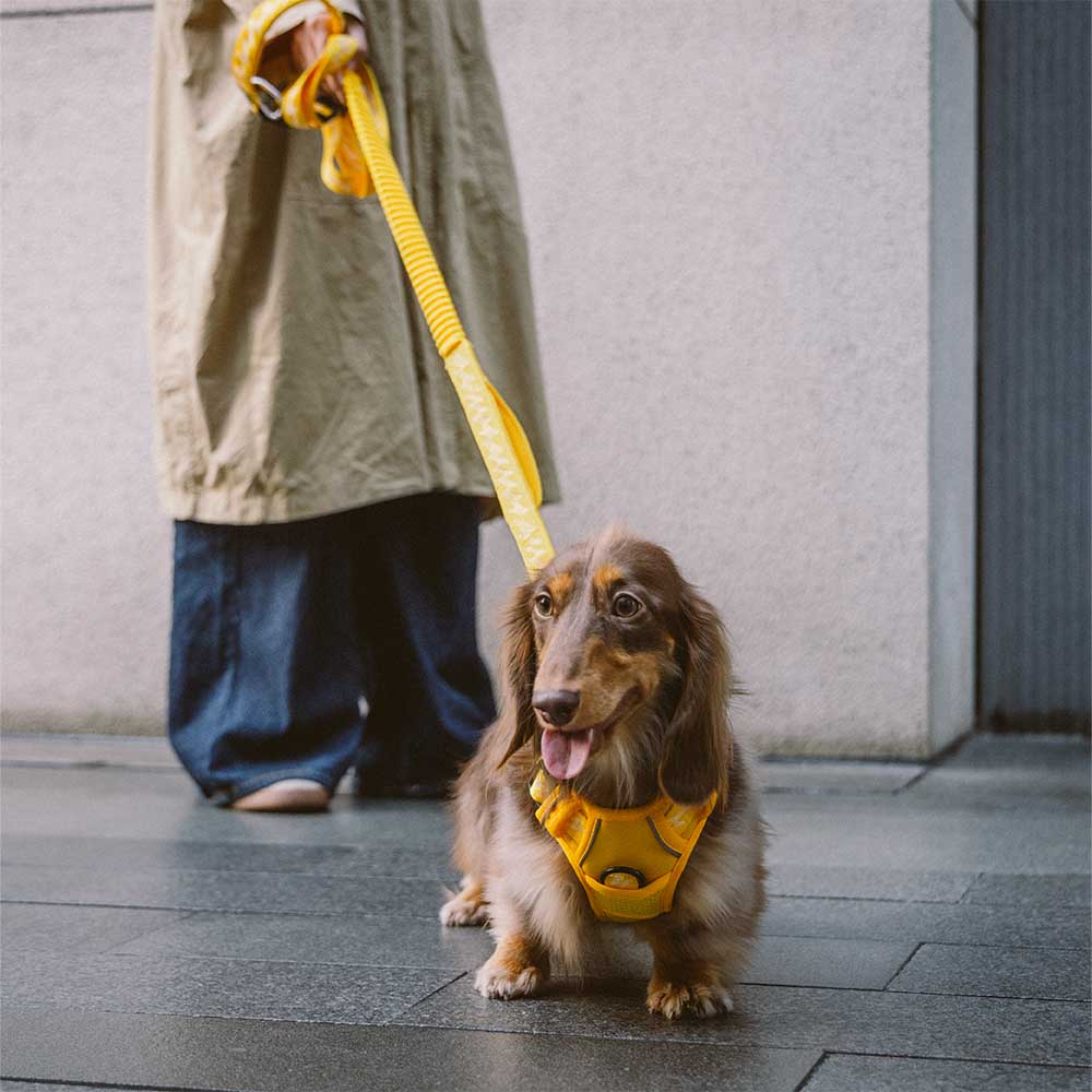 FUNNYFUZZY Reflective Adjustable Outdoor Dog Harness - Flexi Walker - Image 15