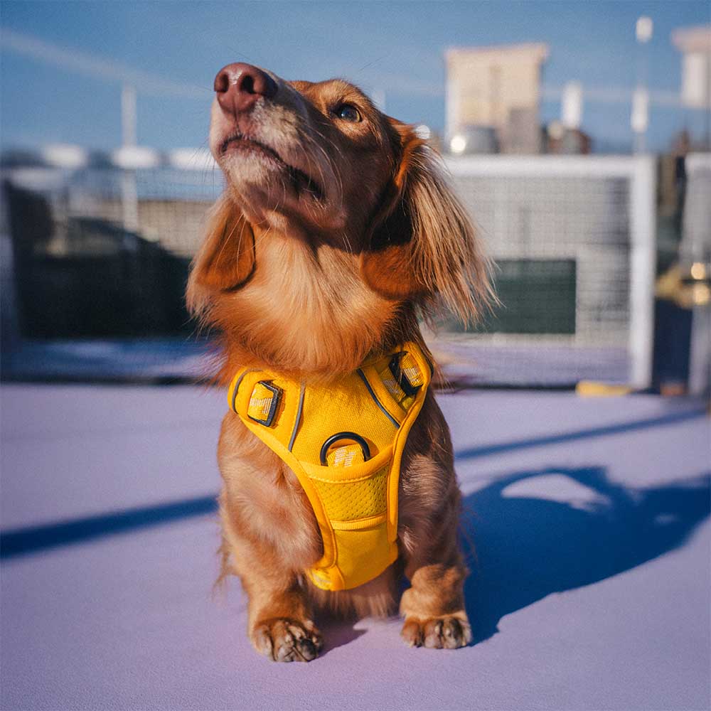 FUNNYFUZZY Reflective Adjustable Outdoor Dog Harness - Flexi Walker - Image 4