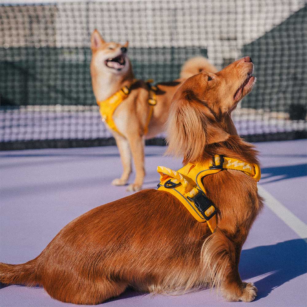 FUNNYFUZZY Reflective Adjustable Outdoor Dog Harness - Flexi Walker - Image 8