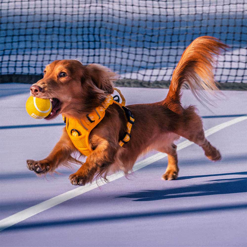 FUNNYFUZZY Tennis Ball Dog Toy - Squeaky & Bounce - Image 4