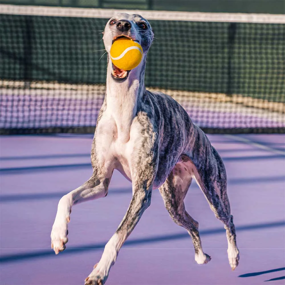FUNNYFUZZY Tennis Ball Dog Toy - Squeaky & Bounce - Image 5