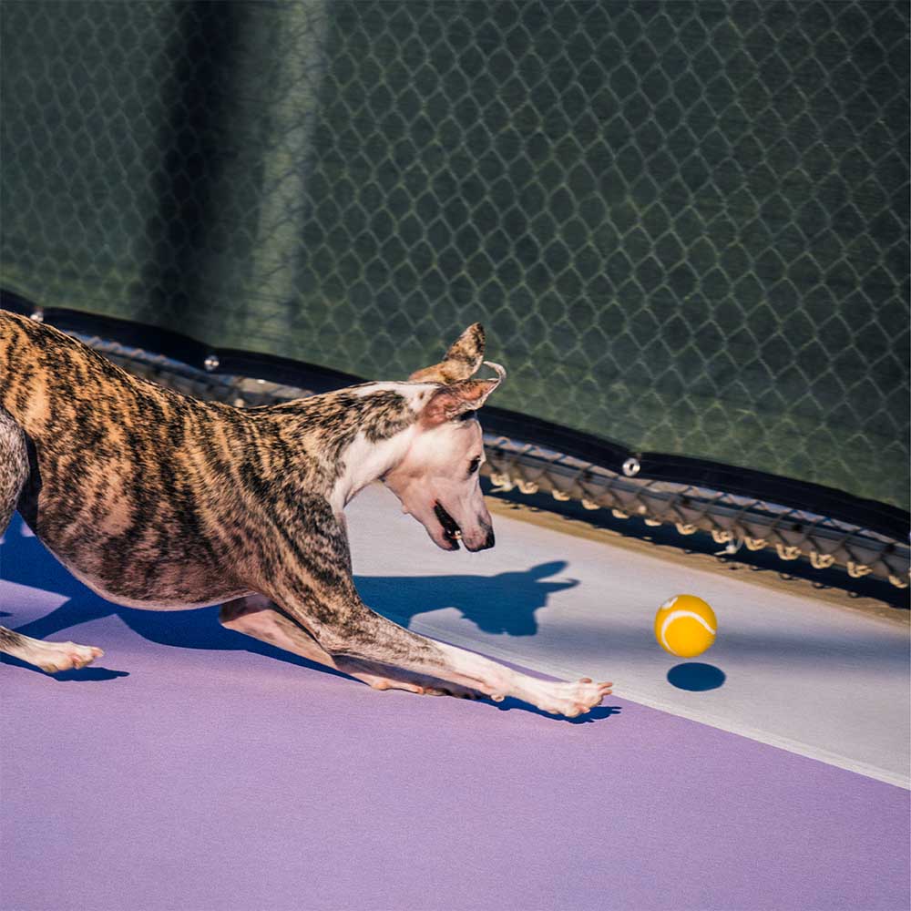 FUNNYFUZZY Tennis Ball Dog Toy - Squeaky & Bounce - Image 7