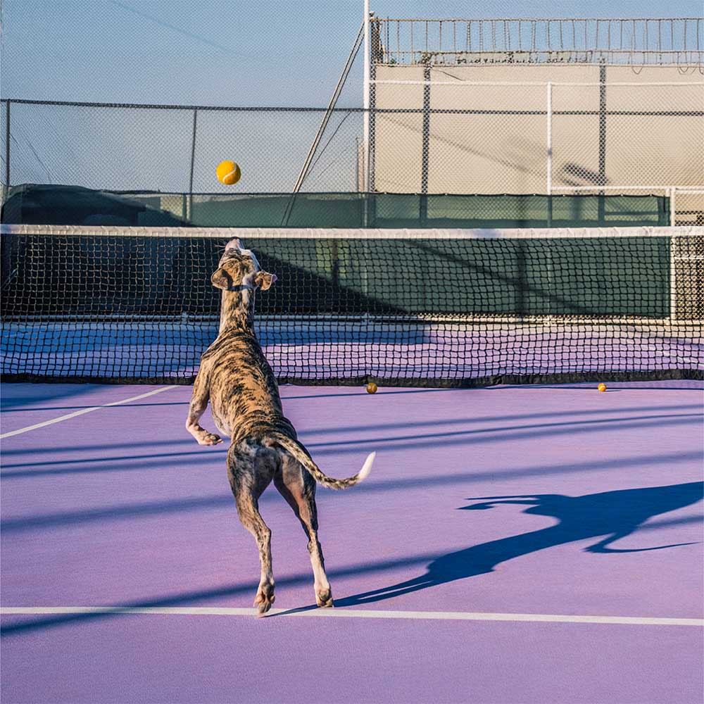 FUNNYFUZZY Tennis Ball Dog Toy - Squeaky & Bounce - Image 8