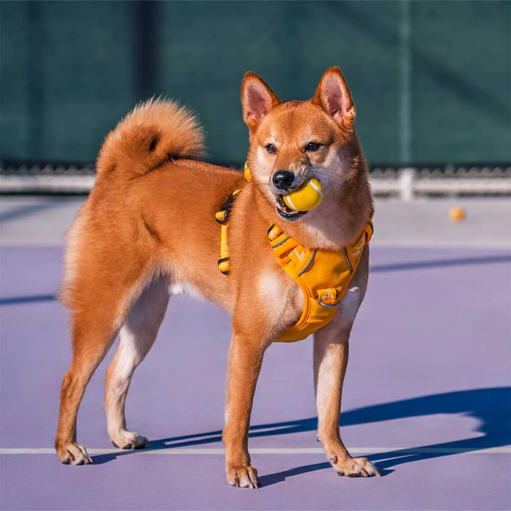 FUNNYFUZZY Tennis Ball Dog Toy - Squeaky & Bounce - Image 9