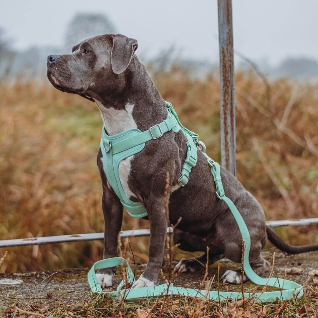 Gummy Dog Harness - Image 2