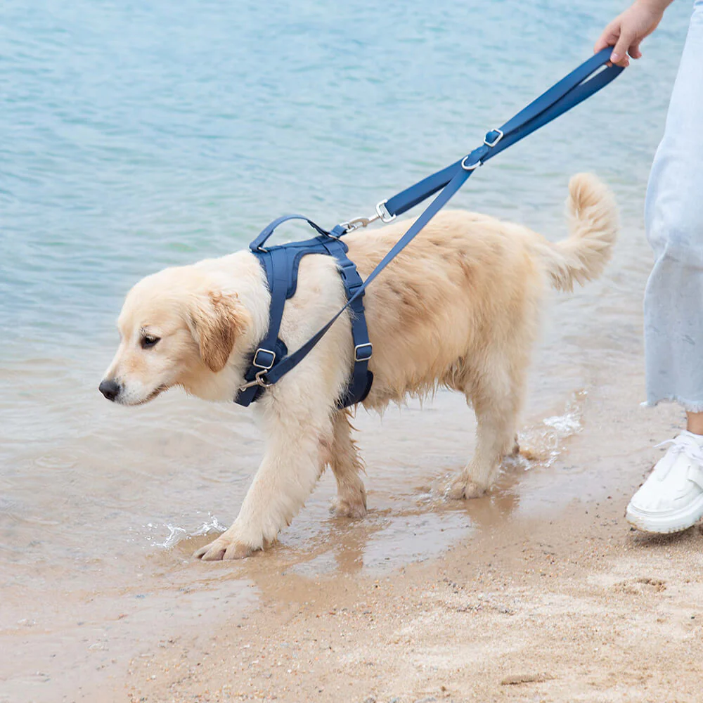 Gummy Dog Harness - Image 7