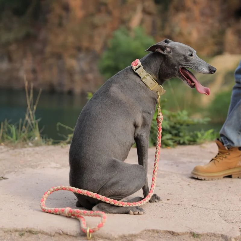 Hand-Woven Leather Multifunctional Anti-Pull Dog Collar and Lead Set - Image 10