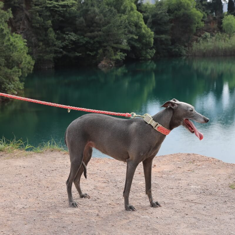 Hand-Woven Leather Multifunctional Anti-Pull Dog Collar and Lead Set - Image 11