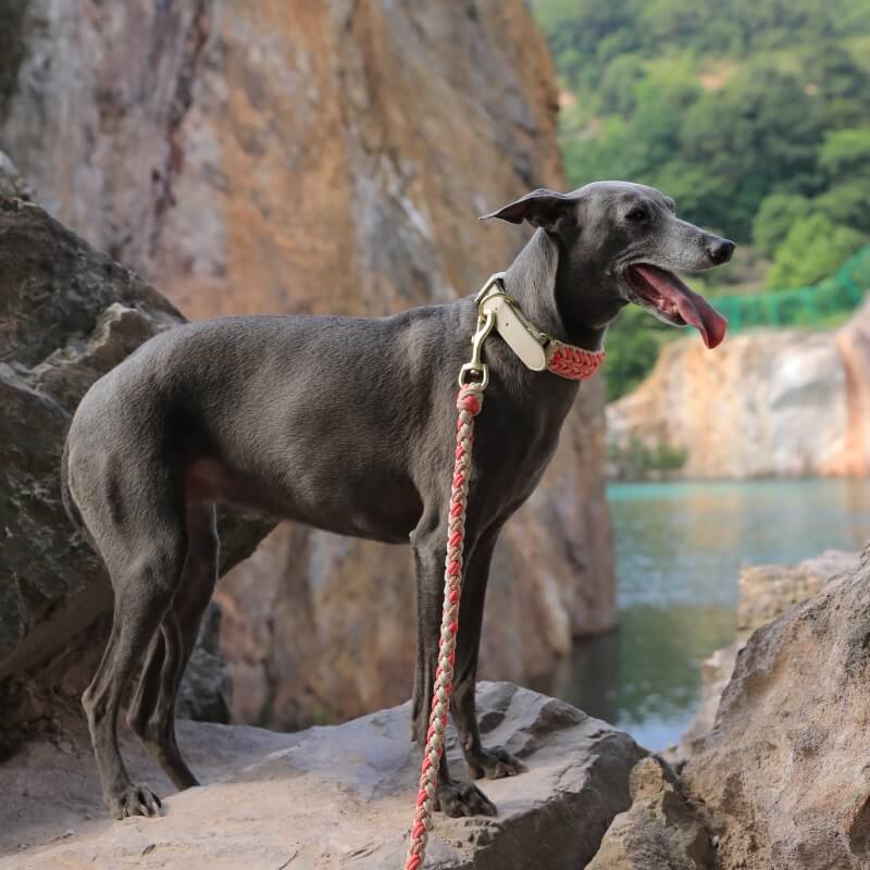 Hand-Woven Leather Multifunctional Anti-Pull Dog Collar and Lead Set - Image 9