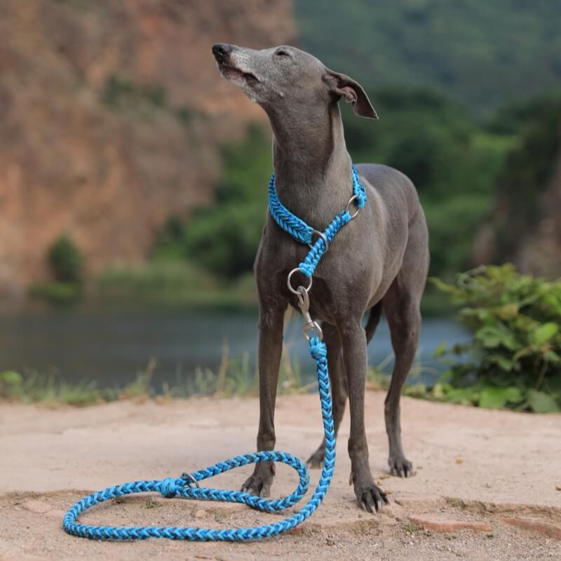 Handmade Anti-Pull Luminous Large Dog Collar and Lead - Image 4