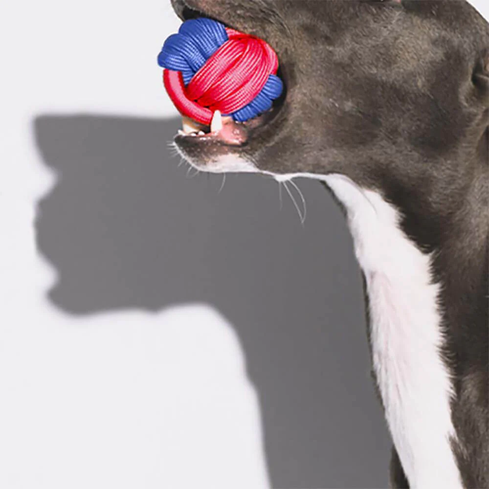 Knots Rope Dog Toy Set - Colour Clash - Image 5