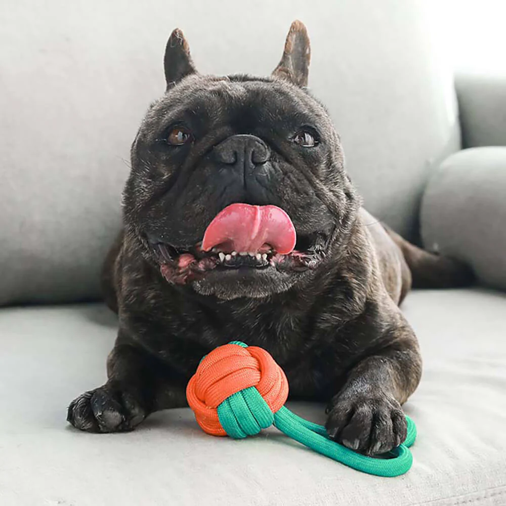 Knots Rope Dog Toy Set - Colour Clash - Image 7