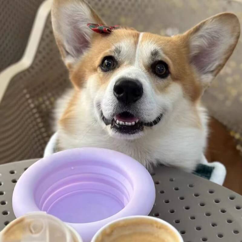 Pet Folding Bowl Portable Silicone Bowl - Image 4