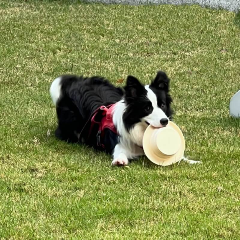 Pet Folding Bowl Portable Silicone Bowl - Image 6