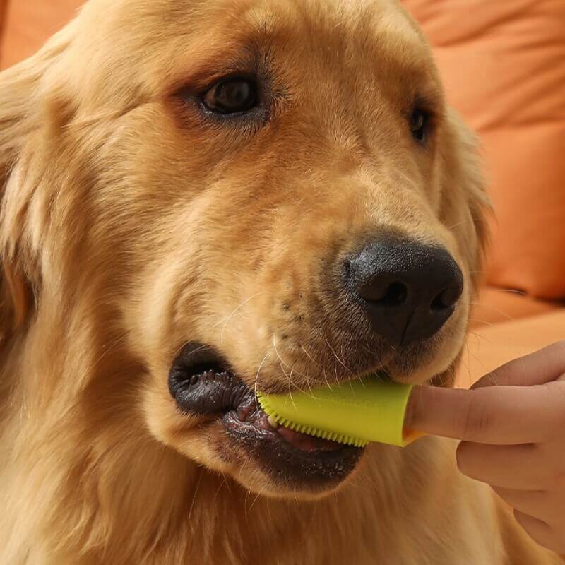 Pet Toothbrush Finger Toothbrush for Teeth Cleaning-Limited Quantity - Image 11