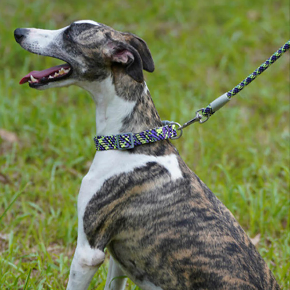 Reflective Weave Adjustable Anti Pull Dog Collar and Lead - Image 10