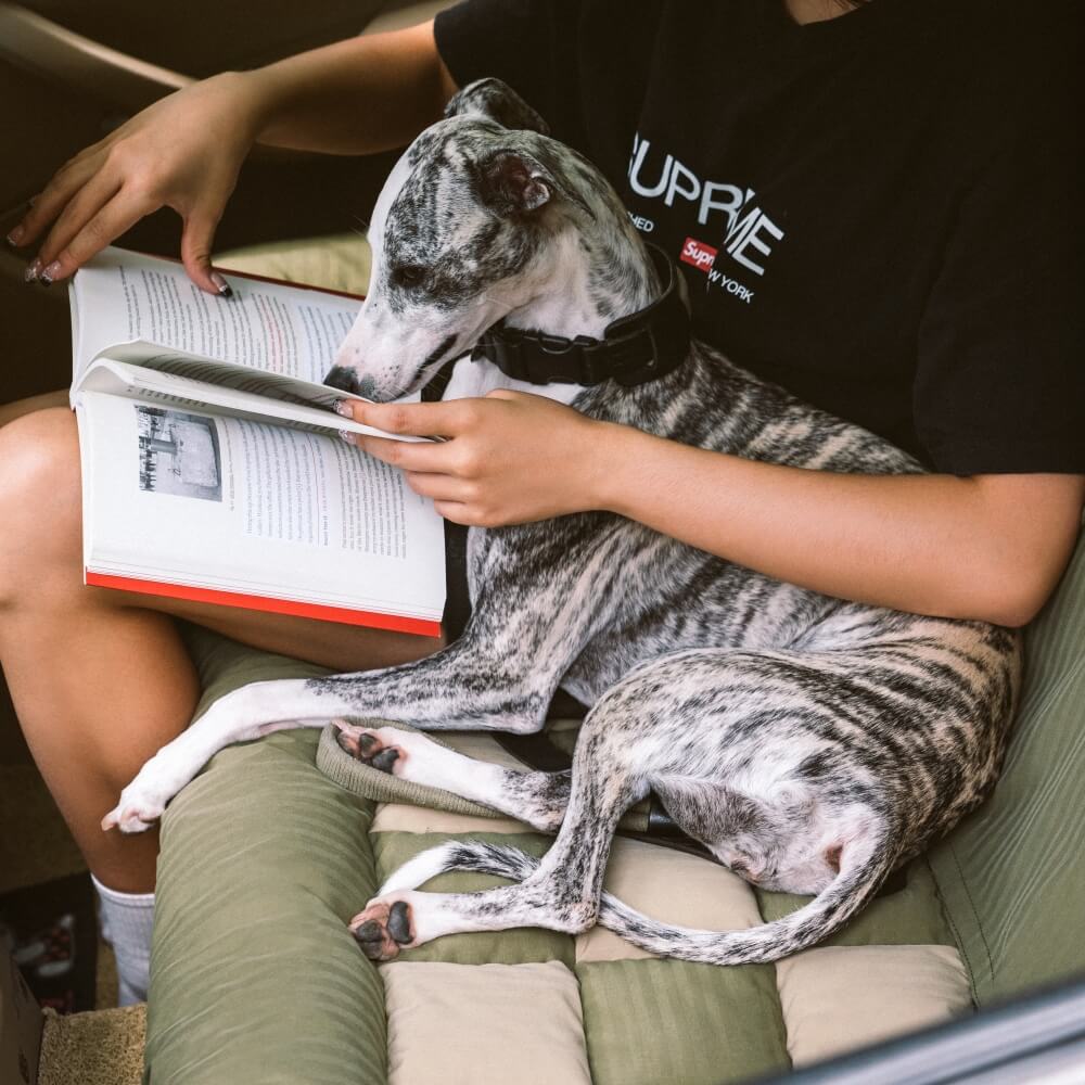 Travel Bolster Safety Back Seat Large Dog Car Seat Bed - Chessboard Lounge - Image 16