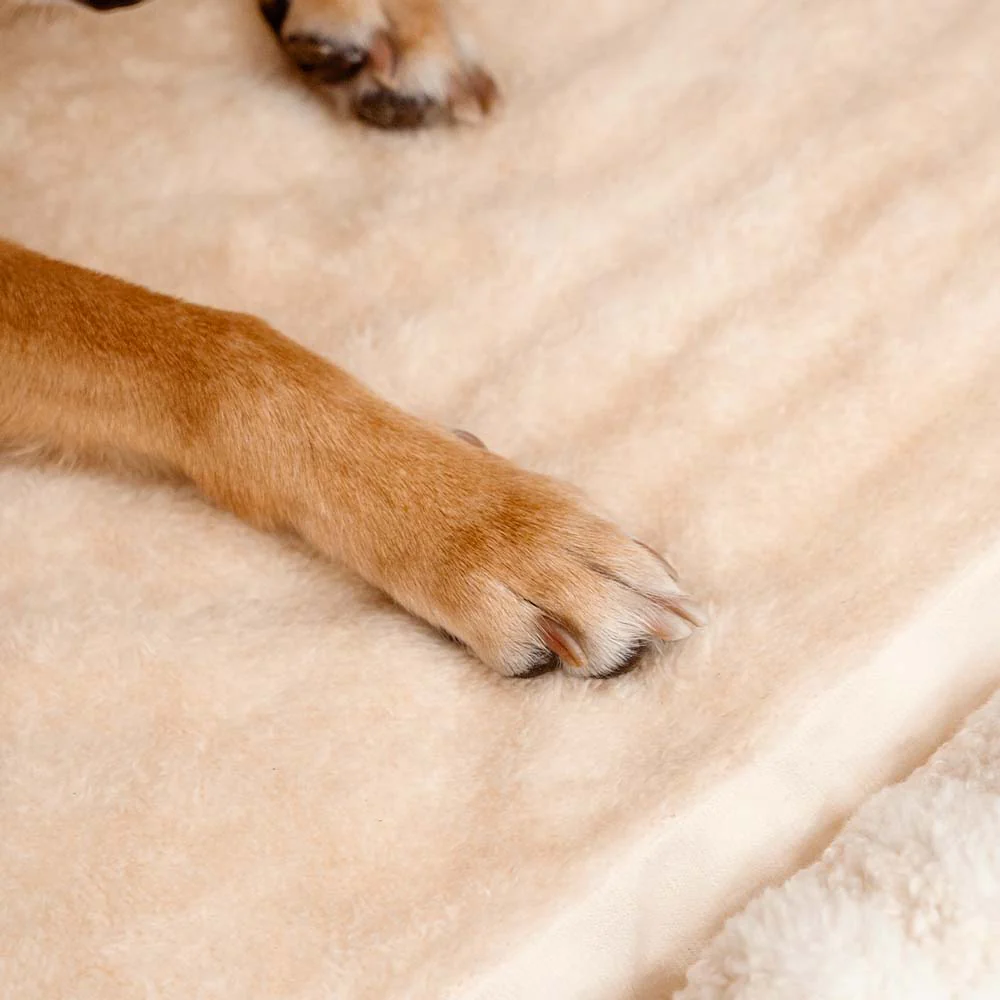 Trendy Striped House Orthopaedic Dog Bed - Cosy Hideaway - Image 12